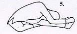 Yoga Illustration